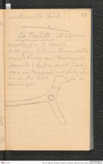 Seite 24, Tagebuch "Munzingen, WildKirchli, Achenheim, Metternich, Rhens, Basel" (NHMW-PRAE-BBB-29)